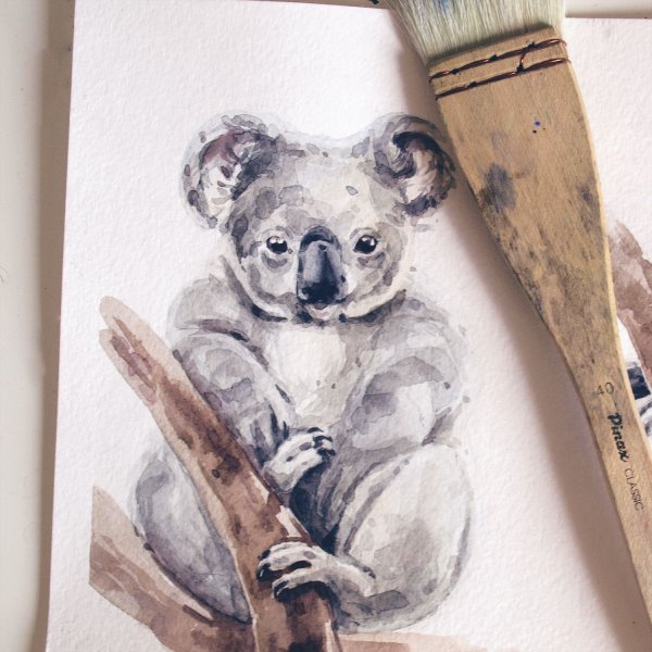 Коала рисунок
