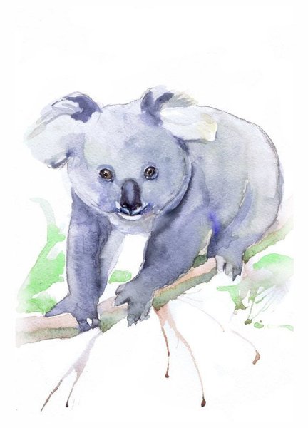Коала рисунок гуашью