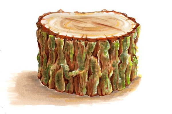 Пень рисунок