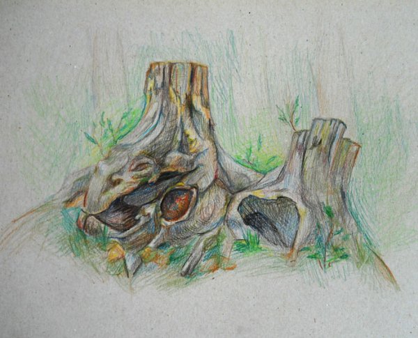 Зарисовки пней