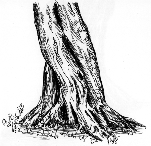 Пень набросок