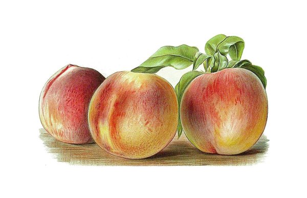 Персик для рисования