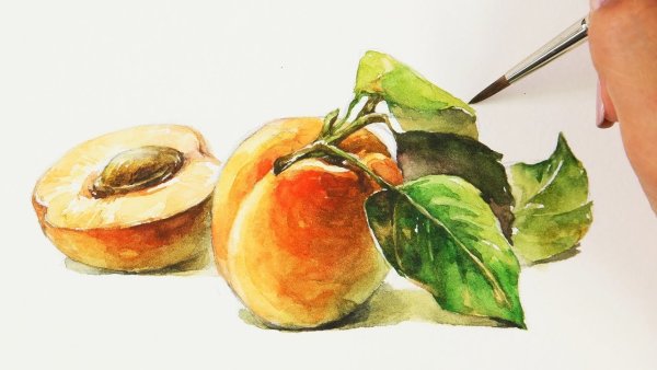 Фрукты абрикос в акварели