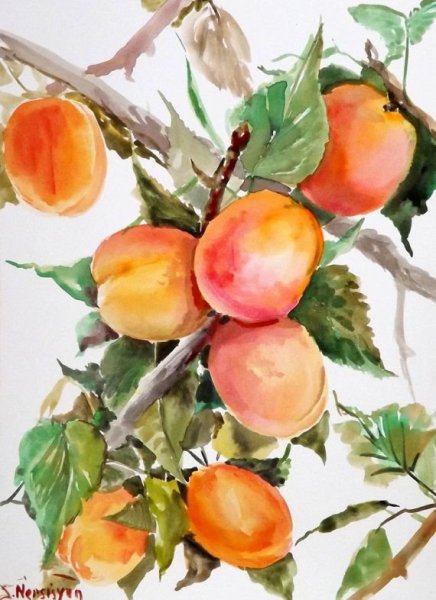 Абрикос акварель