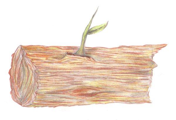 Крохотки Вязовое бревно