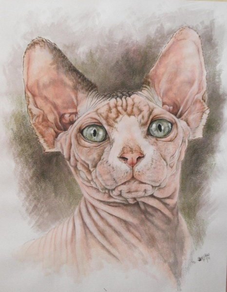 Канадский сфинкс разноглазый