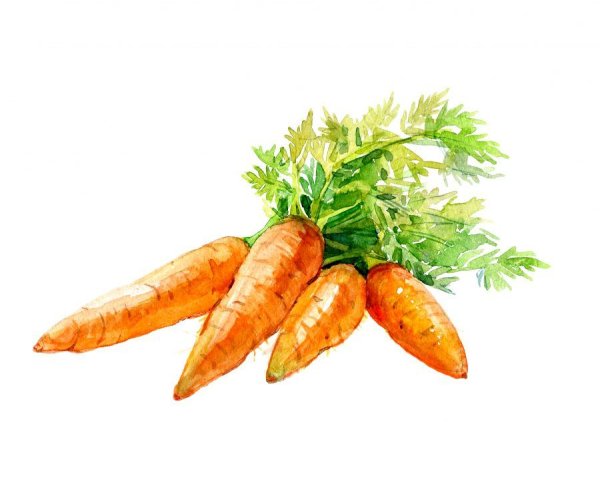 Морковь акварелью