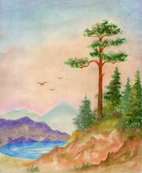 Сосна гуашью