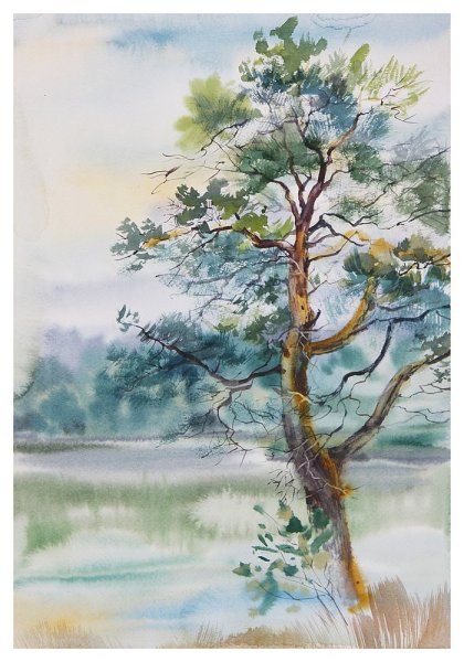 Этюд сосны акварелью