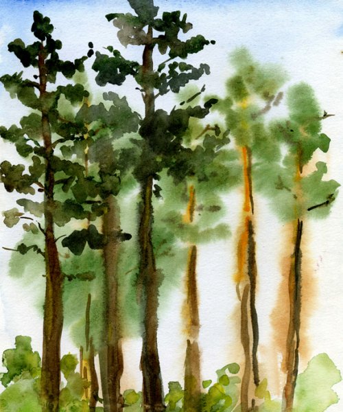 Этюды деревьев акварелью