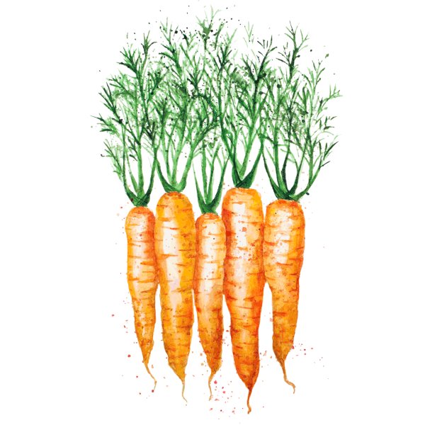 Акварельная морковь