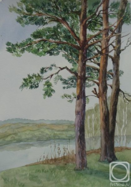 Сосна цветными карандашами