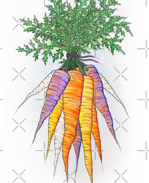 Акварельная морковка