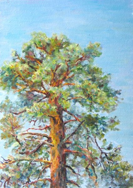 Сосна гуашью