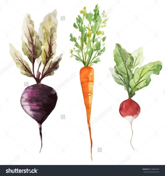 Свекла и морковь акварелью