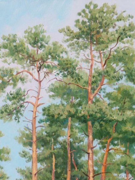 Сосновый лес гуашью