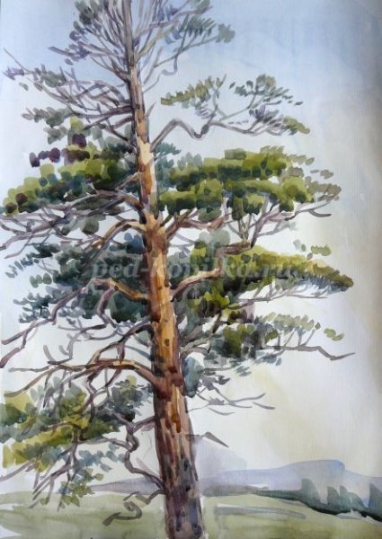Дерево акварелью сосна