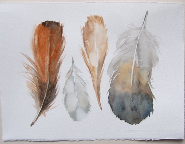 Этюды перьев птиц акварель