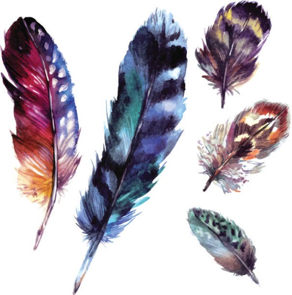Этюды перьев птиц акварель