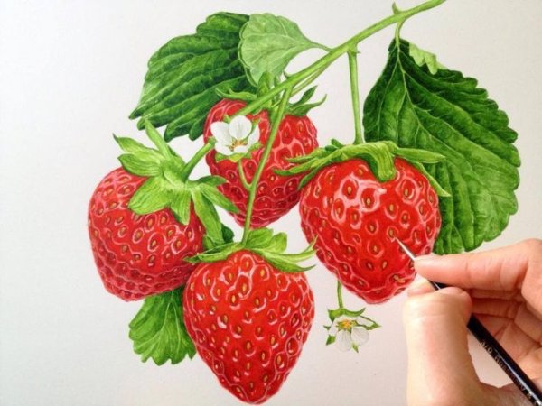 Клубника акварелью