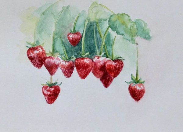 Цветы и клубника акварелью