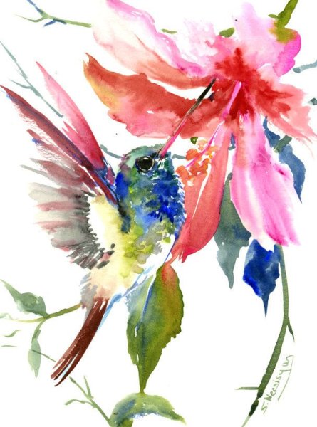 Колибри и цветы акварелью