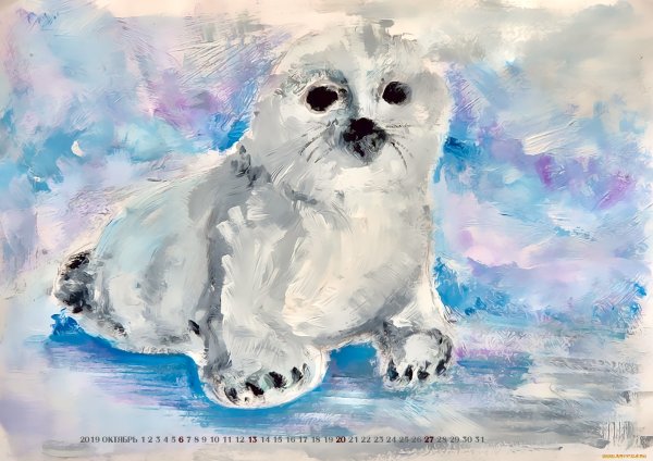 Байкальский нерпенок Белек рисунки