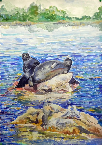 Тюлень крабоед рисунок