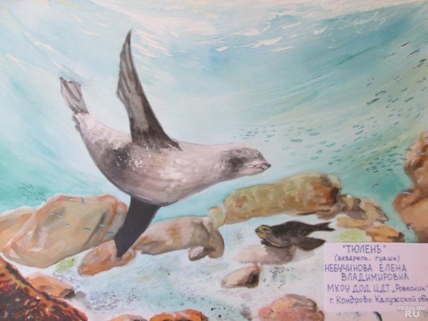 Картина Нерпа Байкальская