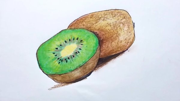 Киви рисунок для срисовки