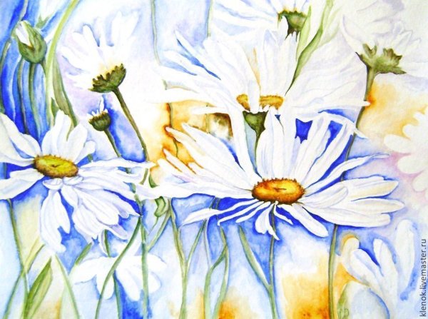 Цветы ромашки акварель