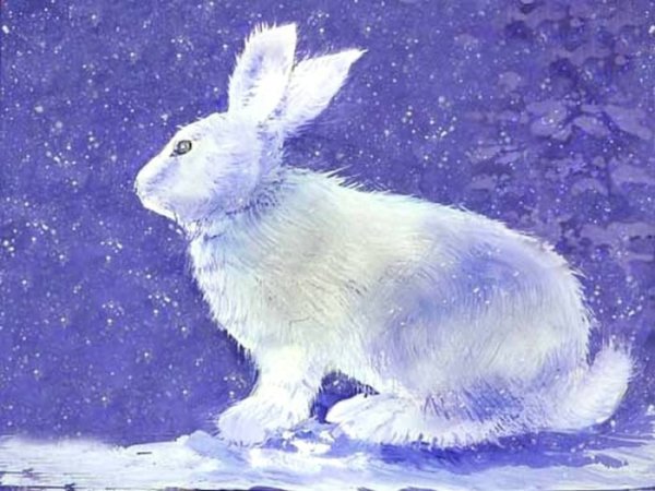 Рисование заяц зимой