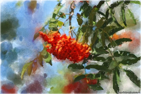 Рябина акварелью