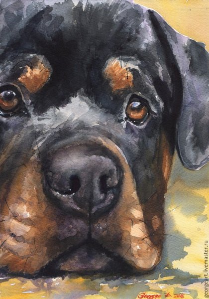 Живопись с собакой ротвейлером