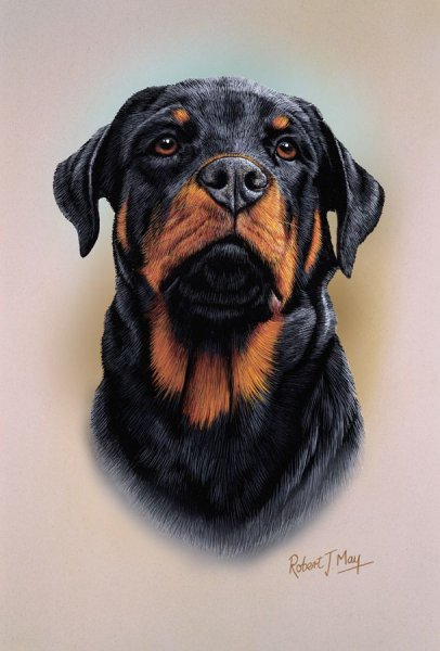 Ротвейлер портрет