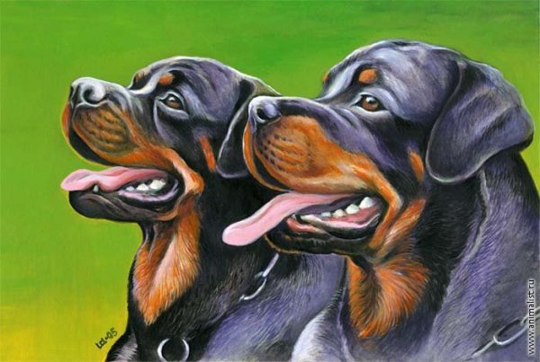 Рисунки гуашью 2х ротвейлеров
