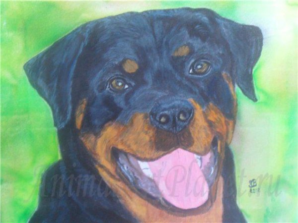 Срисовывать ротвейлера для детей