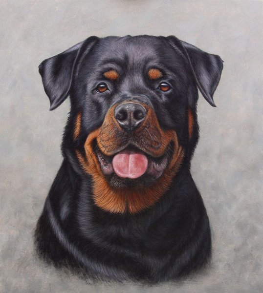 Ротвейлер портрет