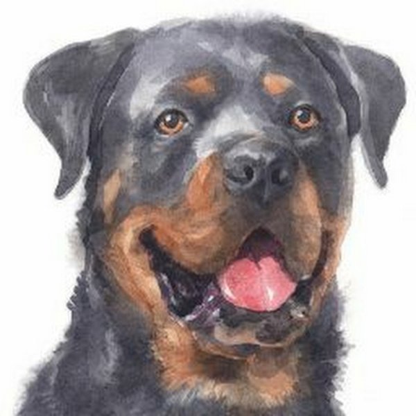 Ротвейлер акварель