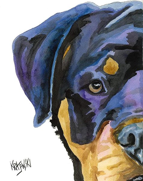 Ротвейлер акварель