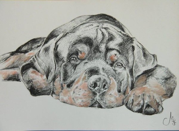 Ротвейлер скетч