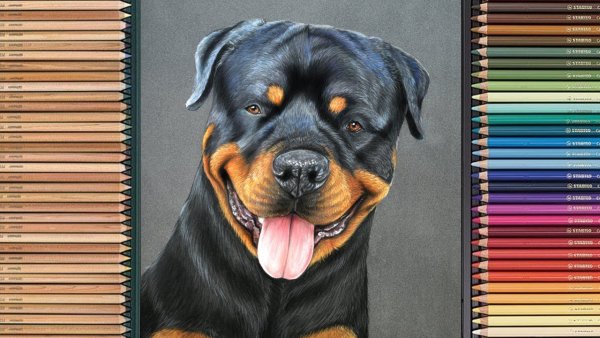 Ротвейлер улыбка цветными карандашами