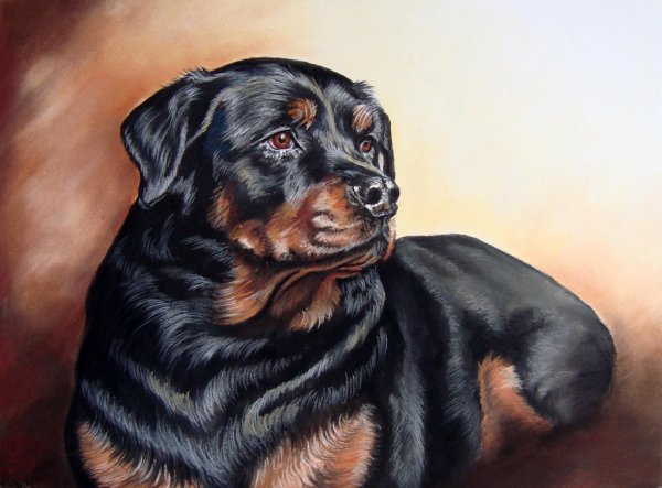 Ротвейлер картина