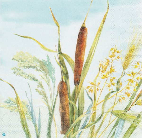 Камыш цветными карандашами