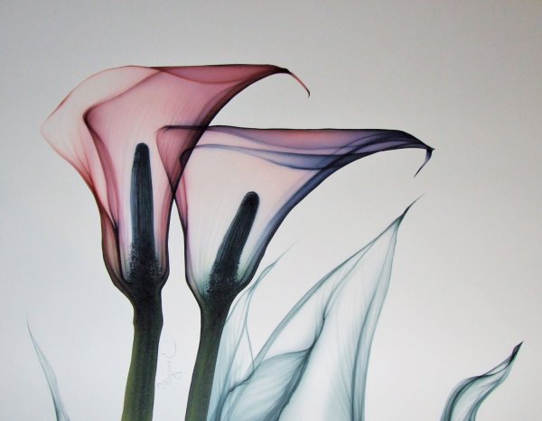 Коала акварелью