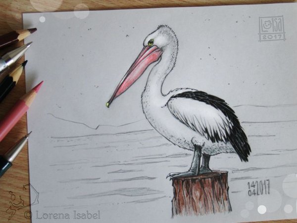 Карандаши цветные с пеликаном