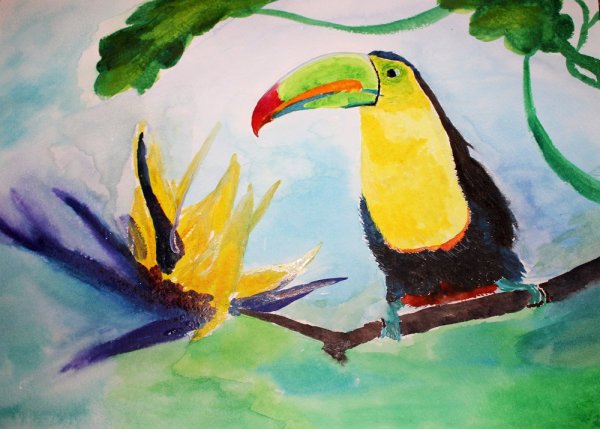 Пеликан иллюстрация