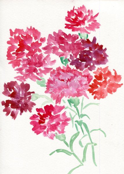 Гвоздика акварель Гавриш