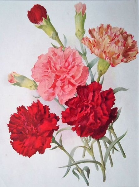 Гвоздика Шабо акварель