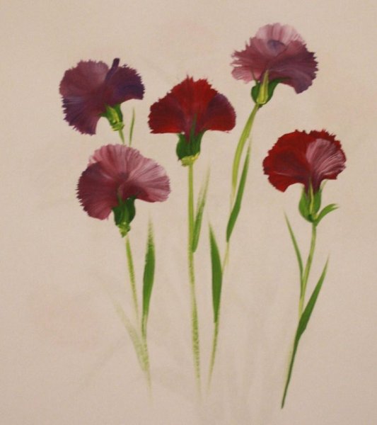 Гвоздики в красках цветы